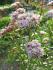 Eupatorium fortunei Turcz Eupatorium fortunei Turcz